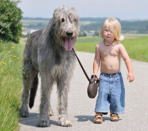 mondofido cane e bambino in spiaggia 2