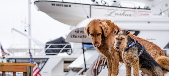 Le regole per viaggiare con Fido in Aereo e Traghetto