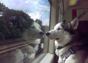 mondofido cane treno
