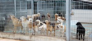 mondofido canile di palermo e1502314411885