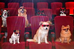 mondofido cinema cane