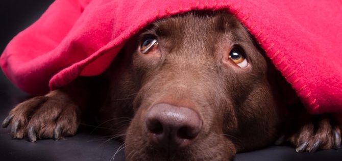 Le terapie comportamentali –  la terapia della desensibilizzazione nel cane