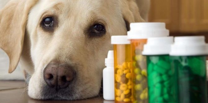 Farmaci veterinari: curare i nostri cani è sempre più un lusso