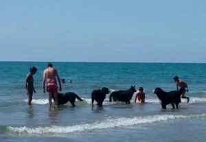 mondofido fee dog village 3 e1502231475995