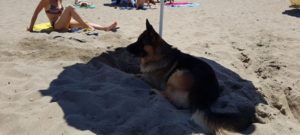 mondofido fee dog village 5 e1502229710447