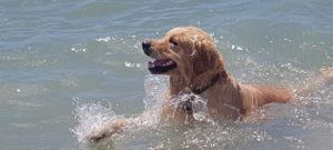 mondofido fee dog village 6 e1502229742418