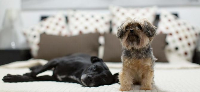mondofido hotel per cani e1502053170226