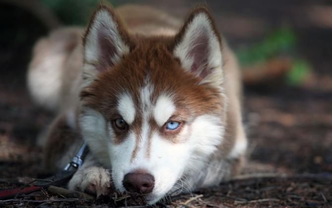 mondofido husky
