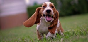 mondofido otite e1503649720393