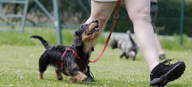 mondofido regressione guidata del cane e1503387804564