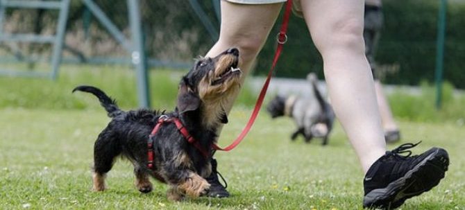 La regressione sociale guidata nel cane (RSG)