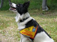 mondofido sniffer dog 2