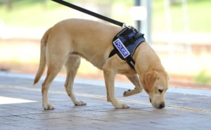 mondofido sniffer dog