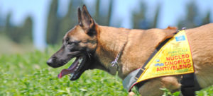 mondofido sniffer dog cop e1502223942185