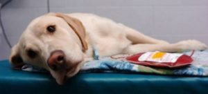 mondofido trasfusioni cane e1503042579436