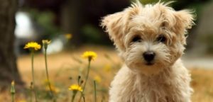 rituali e1503828271718