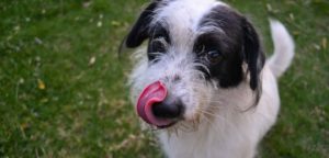 segnali calmanti e1503834890556