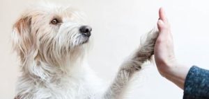 un cane è per la vita e1503823733586