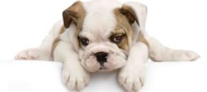 Mondofido Bulldog Inglese e1506157897435