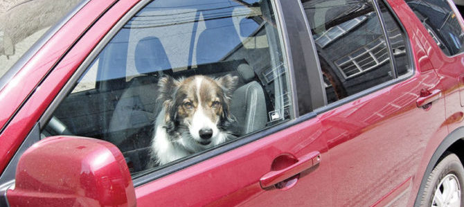 Lascia il cane in auto sotto il sole, rischia linciaggio e scatta la denuncia