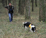 Cani antiveleno impegnati nella bonifica del territorio dai bocconi avvelenati