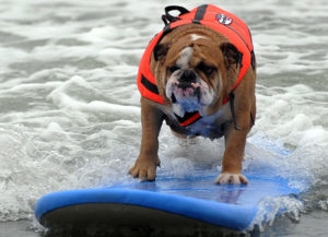 Mondofido Cani che fanno surf