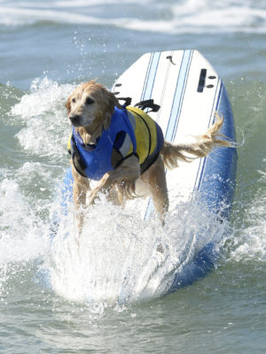 Mondofido Cani e Surf