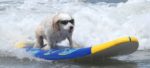 Surf City Surf Dog la competizione per cani che fanno Surf