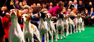 Mondofido Esposizione canina e1505848560891