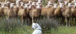 Uno sport da veri pastori, lo Sheepdog Trials