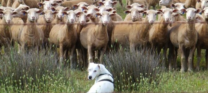 Mondofido International Sheepdog trials e1506513934851