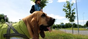 Mondofido Pet detective e1505466431942