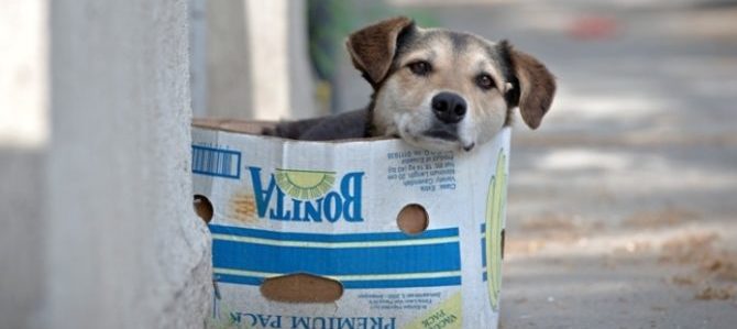 Mondofido Randagismo e abbandono e1506344535233