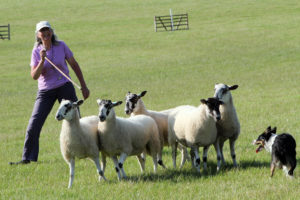 Mondofido Sheepdog trials