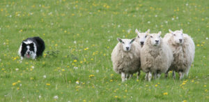 Mondofido Sheepdog trials Border Collie