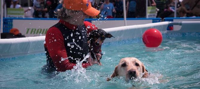 aquadog ph elena bucelli e1505680748425