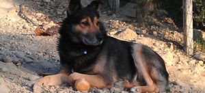 cane che difende un suo oggetto e1505862870334