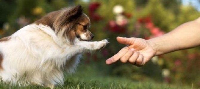 A me gli occhi please. Il cane e le sue richieste di attenzione.