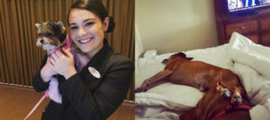 cani salvi in hotel e1505630542146