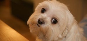 edyourdon.900x600 e1506660244647