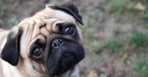 mondofido carlino e1505482697195