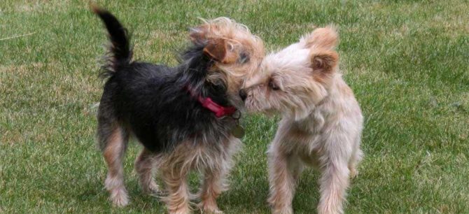 I feromoni del cane come terapia comportamentale