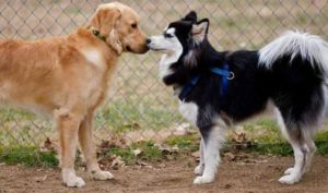 mondofido feromoni nel cane