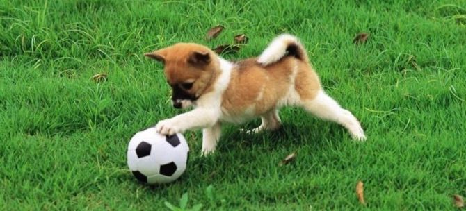 mondofido gioco cane educazione e1504613082234