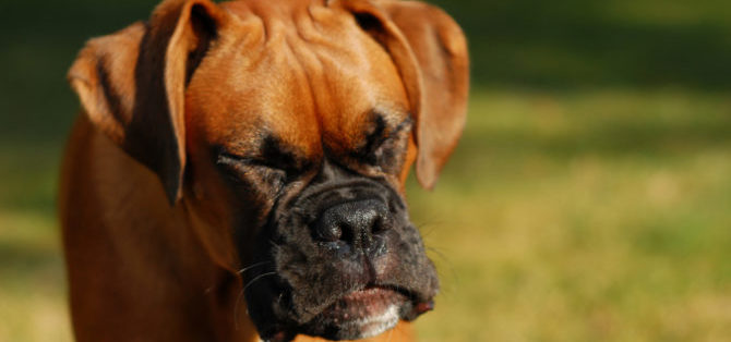 La rinite nel cane