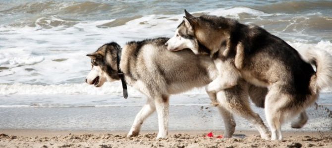 I comportamenti del cane: vere e proprie “conversazioni” per comunicare intenzioni ed emozioni.