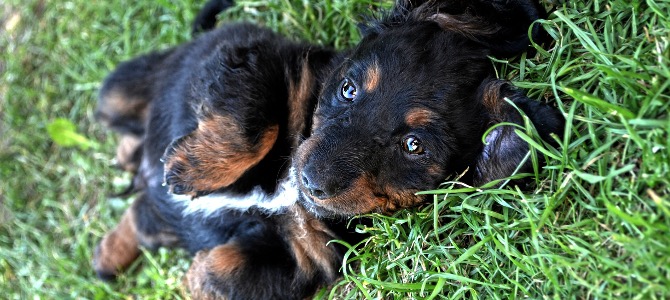 Ascaridi del cane: cosa sono e come eliminarli