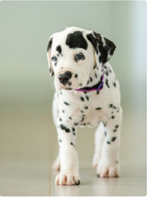 Cucciolo di Dalmata