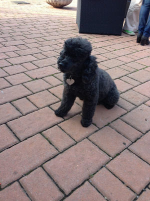 Salute del cane. Il vet lo sa