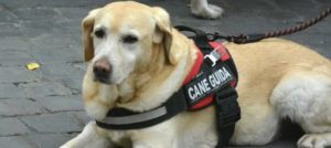 Mondofido Cane Guida e1506603321909